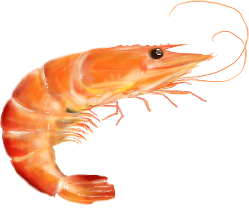 Shrimp Seafood Illustration