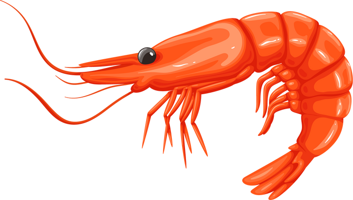 Shrimp